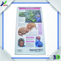 2015 3D Anatomical Wall Chart Manufacturer